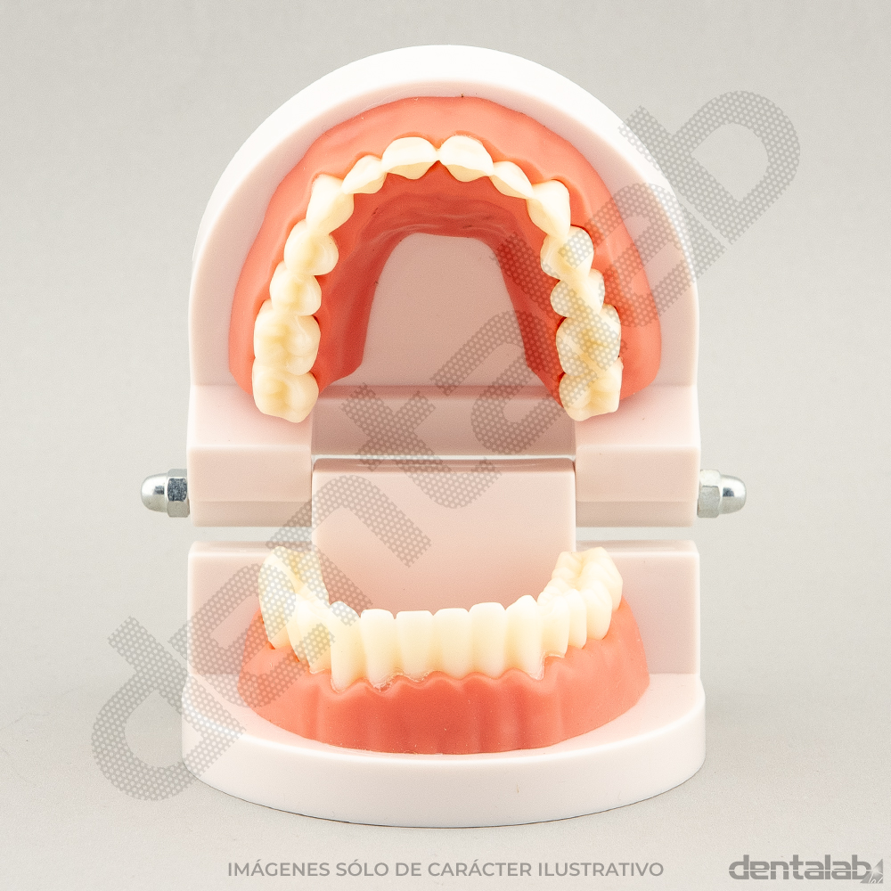 MacroModelo Acrílico Articulado • Superior-Inferior (con Encía)
