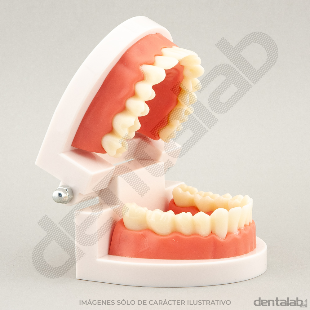 MacroModelo Acrílico Articulado • Superior-Inferior (con Encía)