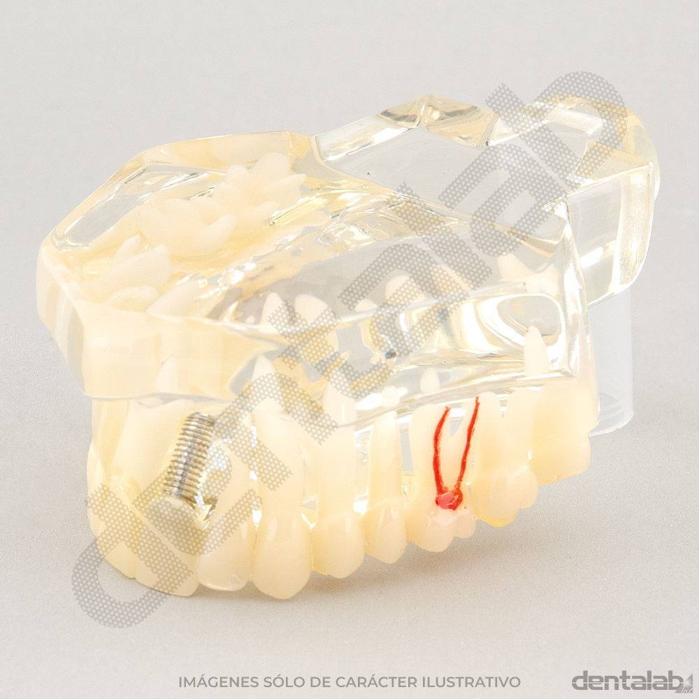 Macromodelo Articulado Acrílico Transparente (con Raíces)